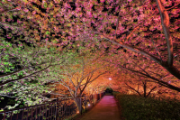 /album/foto-del-dia/sakura-tunnel-by-agustin-rafael-reyes-png/